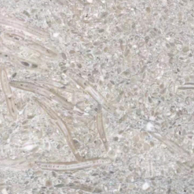 Sea Grass Limestone